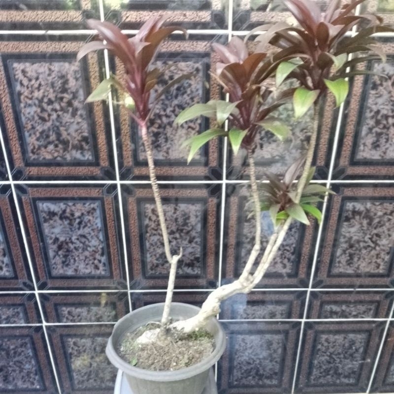 bonsai hanjuang coklat