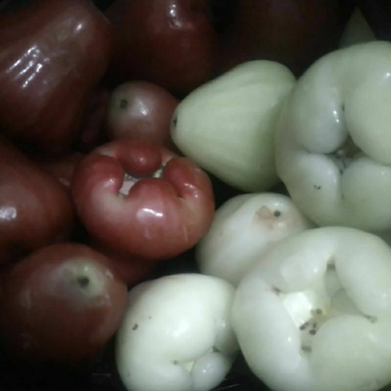 

JAMBU KLAMPOK JAMBU AIR SEGAR