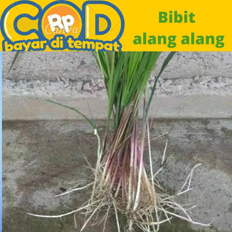 

bibit Alang Alang siap tanam