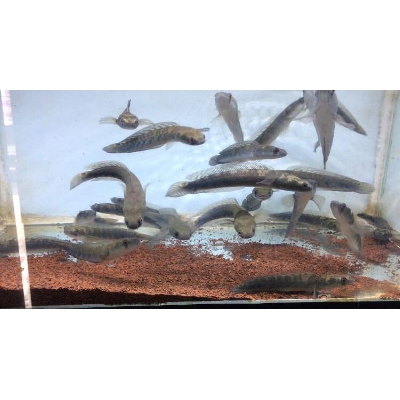 

Yellow Sentarum 12-15