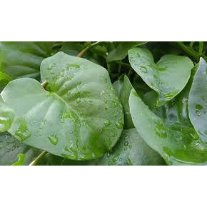 

DAUN BINAHONG SEGAR 1KG PRES