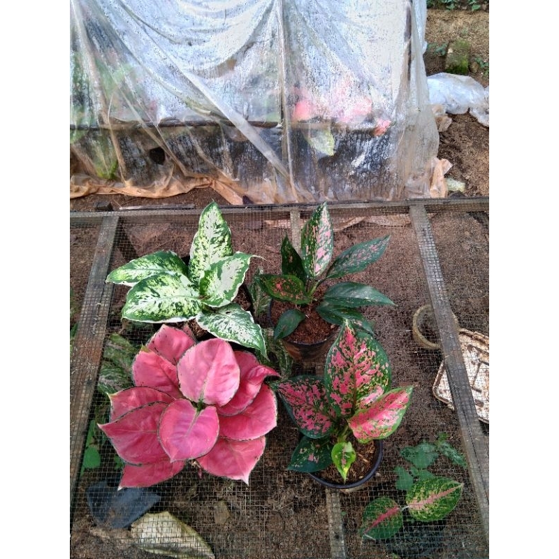 Aglonema red anja paket murah meriah