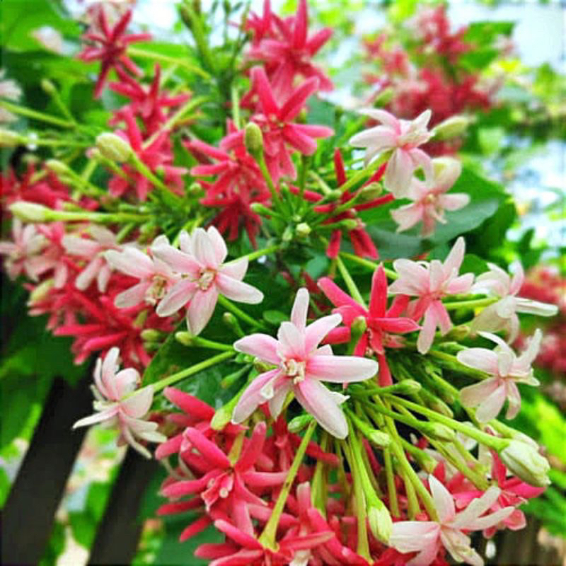 Tanaman Rambat Melati Belanda Bunga Melati Holland Merah Tanaman Hias Melati Holand Bunga Hias Melat