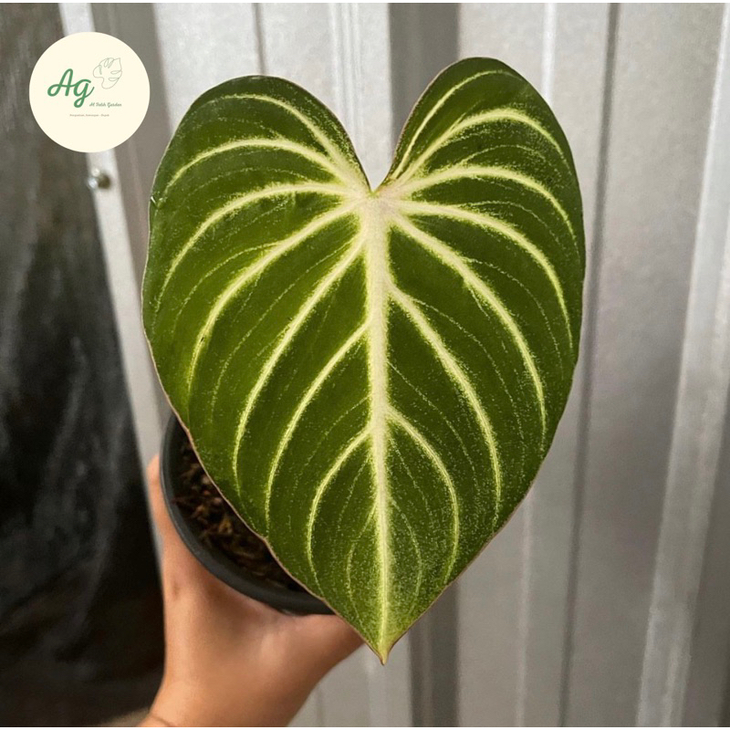 philodendron gloriosum white veins 1daun