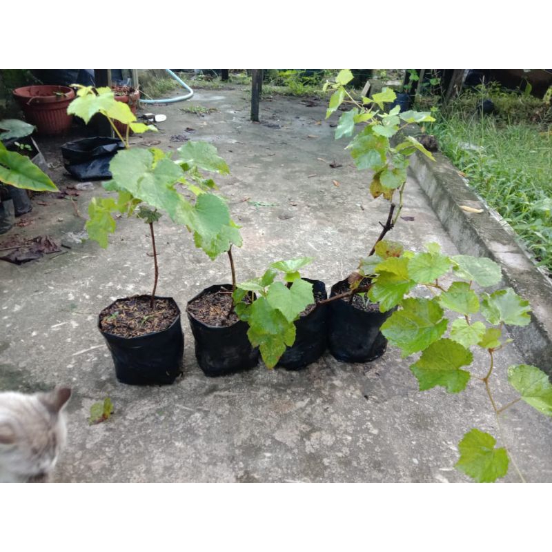 Anakan Tanaman Buah Anggur Siap Tanam dalam Polybag - Bibit Anggur