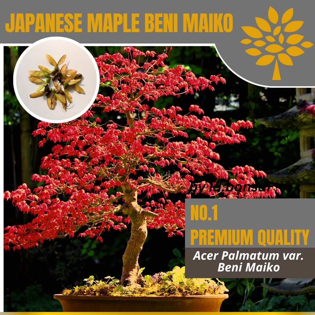 Biji Japanese Red Maple Beni Maiko | Bonsai LANGKA
