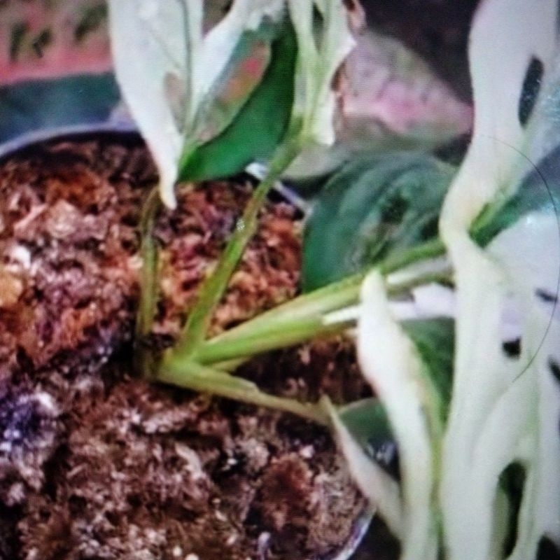 Tanaman Hias Janbol var japan