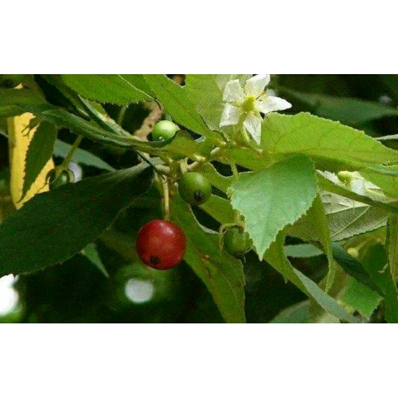 

DAUN KERSEN ATAU DAUN SERI 100 GRAM