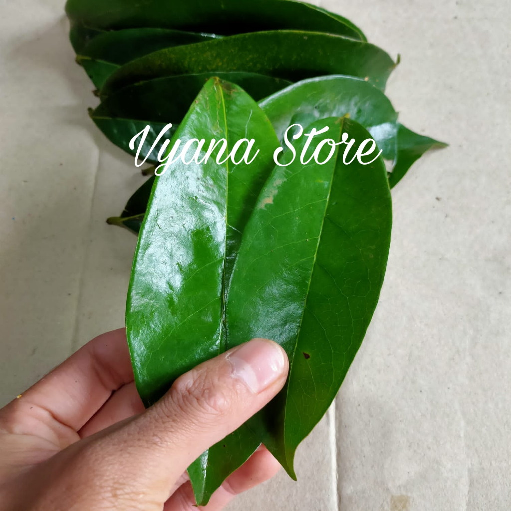 

Daun Sirsak Segar 500gr Fresh herbal alami