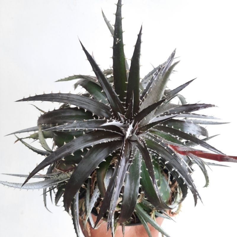 Dyckia Dakota