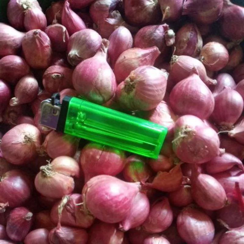 

Bawang Merah Lokal ukuran Besar 250gram