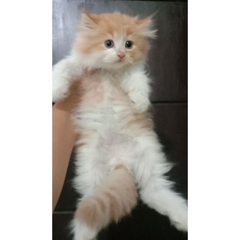 kitten persia/anggora jantan