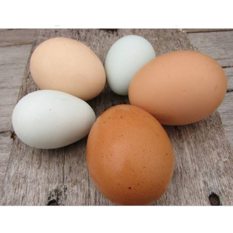 

Telur Ayam Kampung Asli Segar, Menyehatkan Keluarga Anda