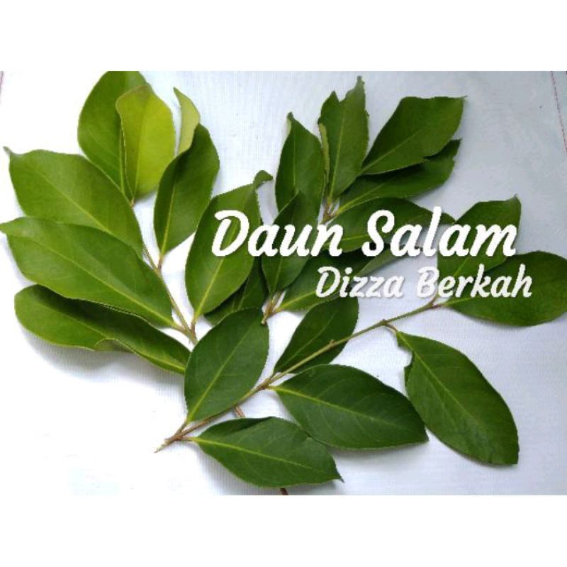 

DAUN SALAM /1 Bungkus/Fresh/Pilihan/Dizza Berkah