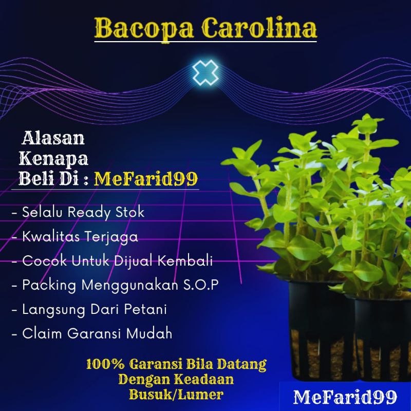 Bacopa Carolina Tanaman Aquascape Tanpa Co2 (Tanaman Aquascape)