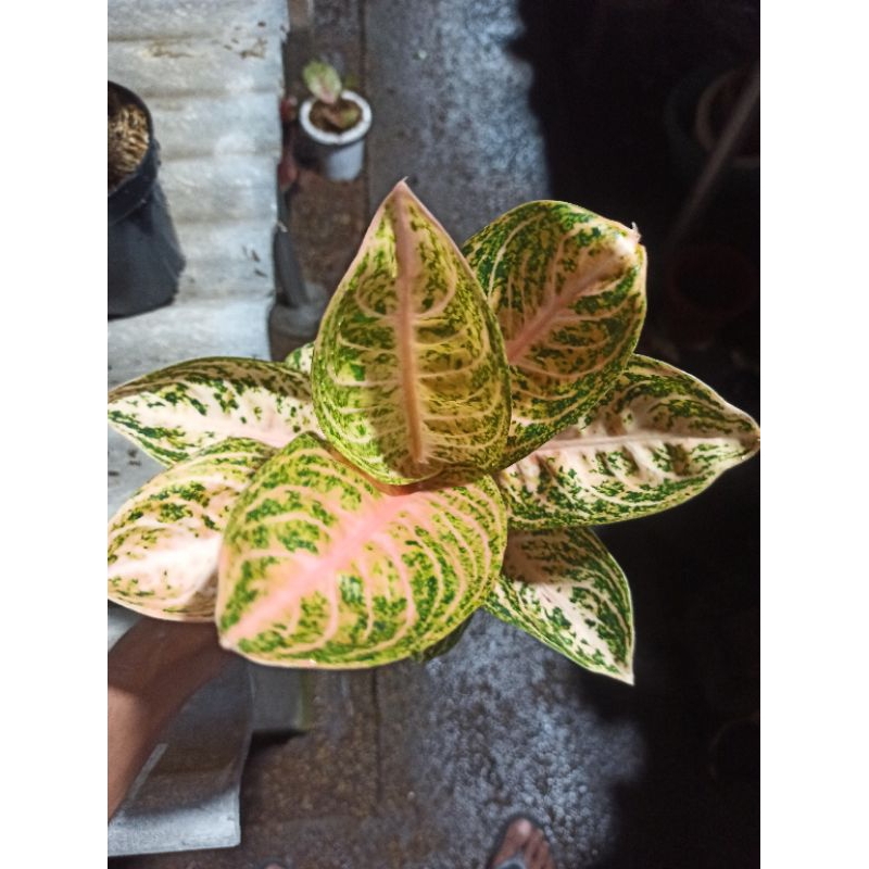 aglonema widuri orange dewasa (+karantina)