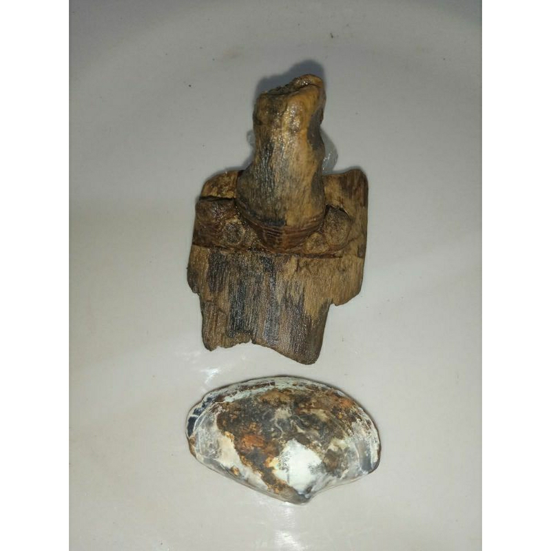 bambu dan kijing buntet