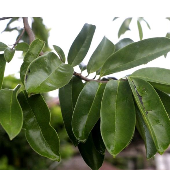 

Daun Sirsak Langsung Petik Dari Pohon