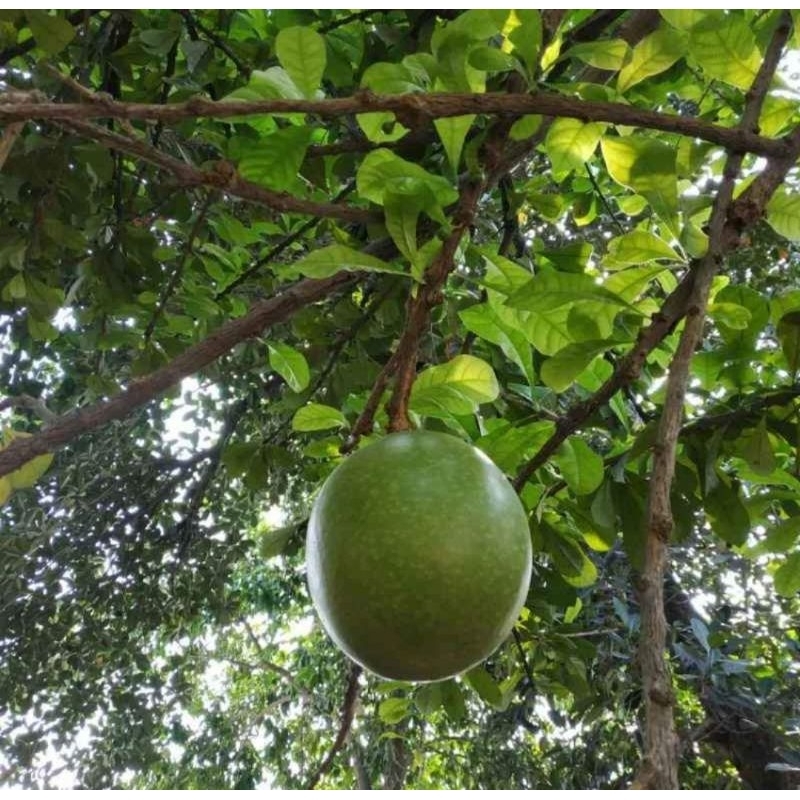 

Buah Berenuk | Buah maja