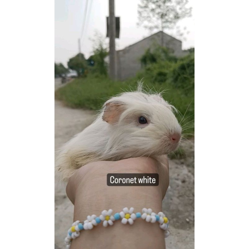 marmut hias benben