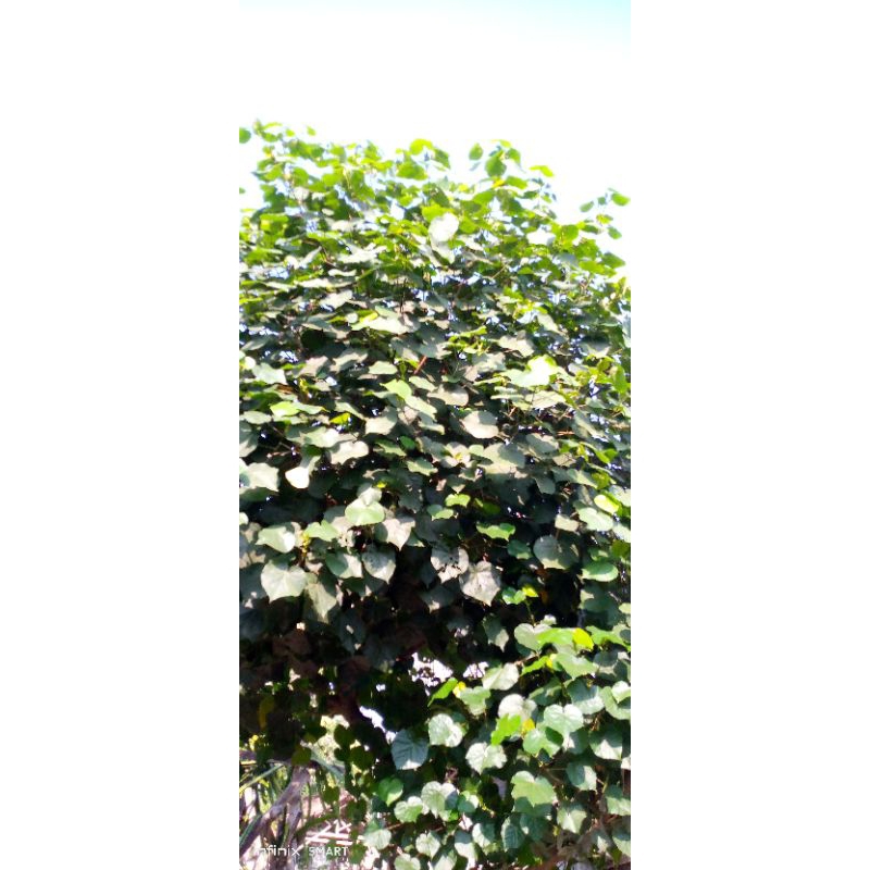 

Daun waru segar 200 perdaun