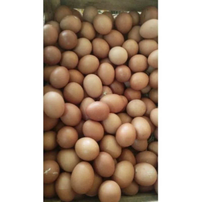 

telur ayam telur ayam isi 10bijh