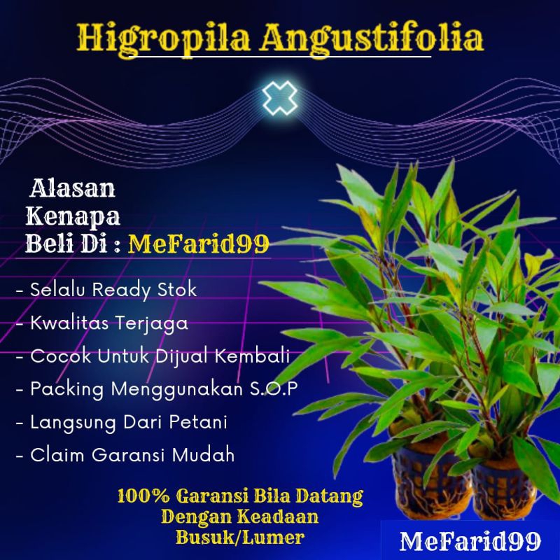 Higropila Angustifolia Tanaman Aquascape Tanpa Co2 (Tanaman Aquascape)