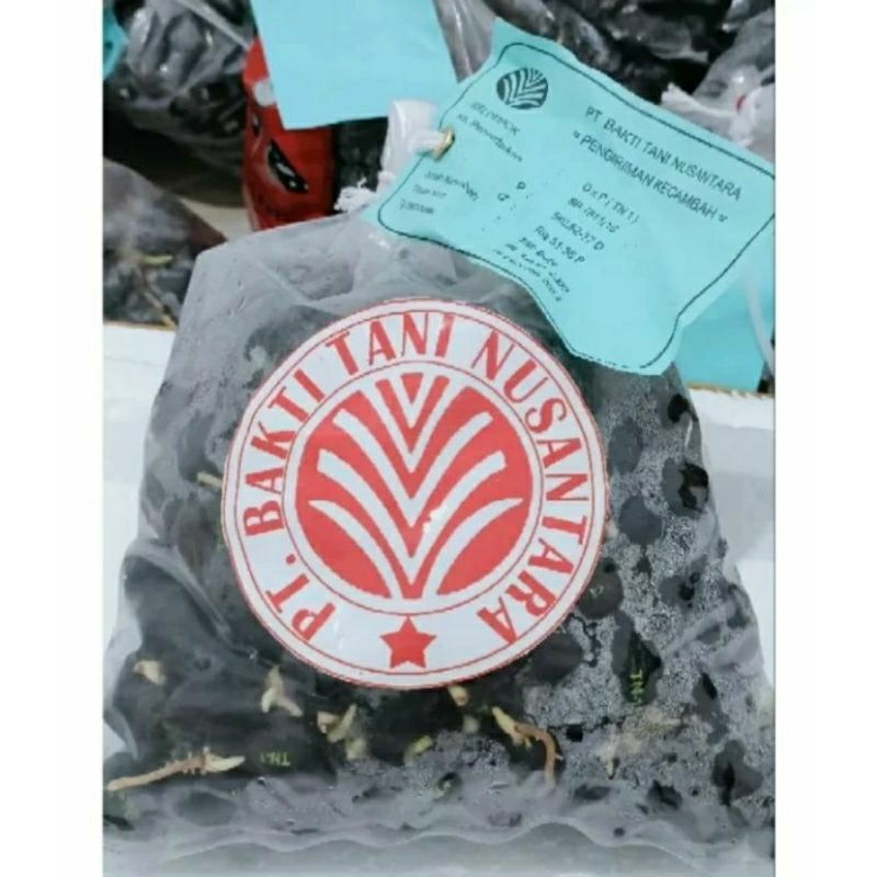 Bibit Kelapa Sawit Unggul Tani Nusantara