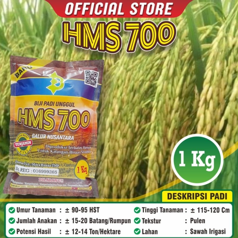 Padi HMS 700 / Biji Padi Unggul HMS 700 / Kemasan 1 Kilogram / HMS 700 Best Seller