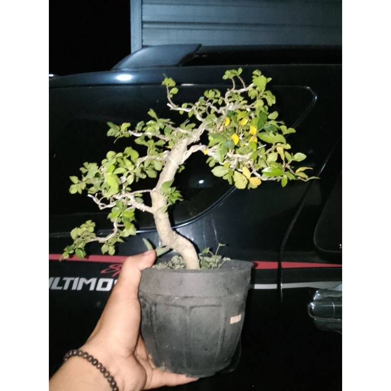 bonsai serut mame  istimewa