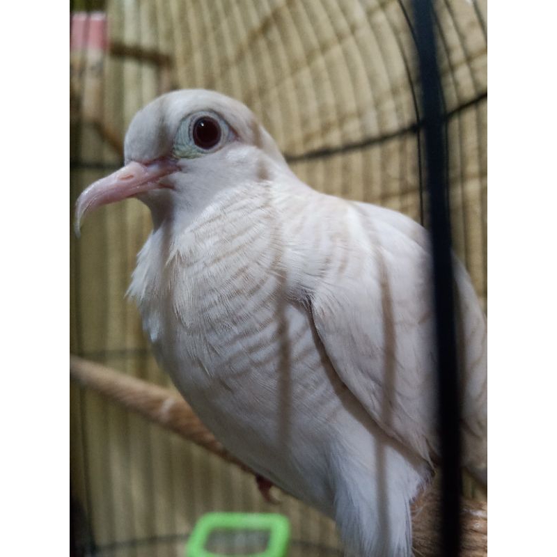 Perkutut Putih Lurik Mata Merah