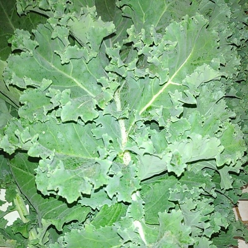 

SAYURAN KALE CURLY SEGAR