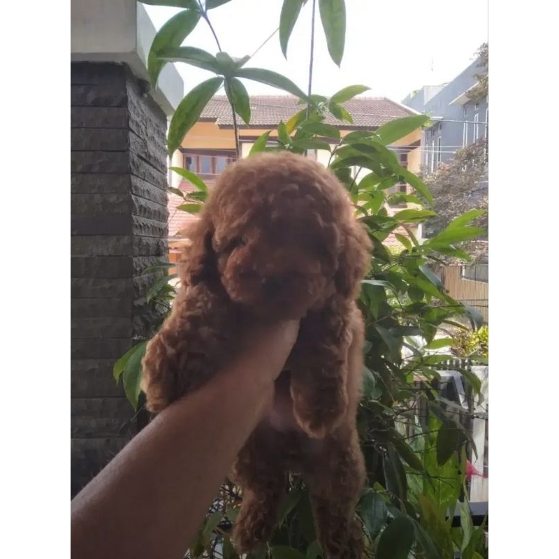 anjing dog red poodle