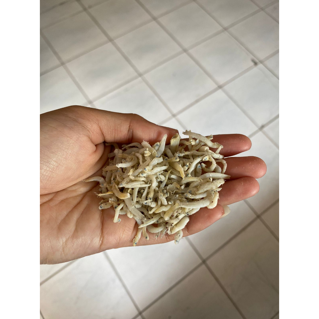 

Ikan Teri Medan