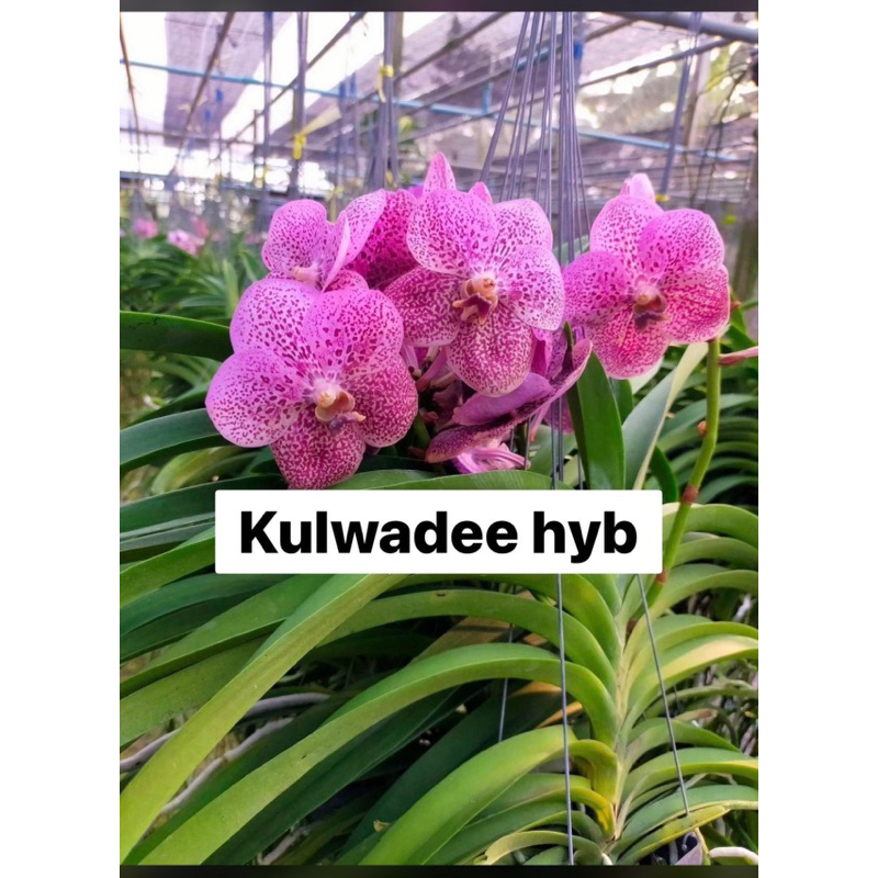 Anggrek Vanda dewasa Kulwadee Hybrid