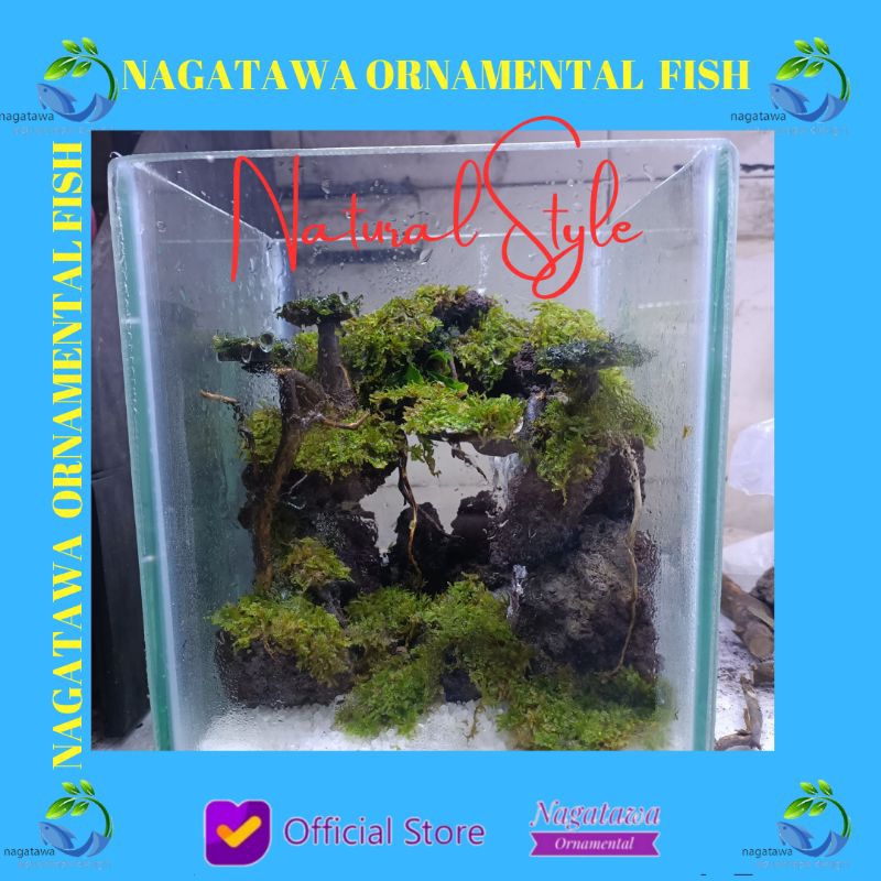 Aquarium Aquascape mini cupang natural style