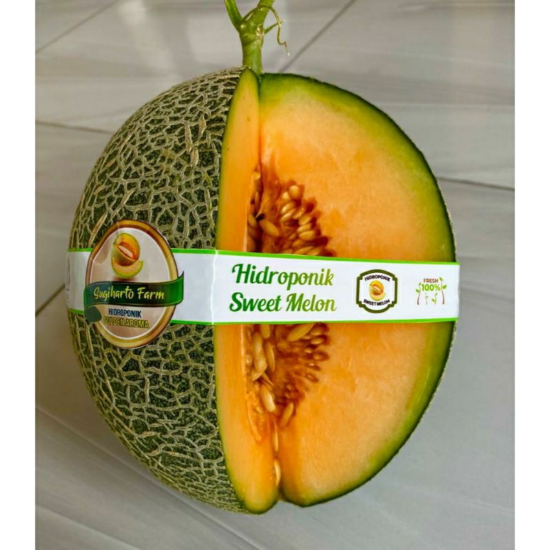 melon hidroponik golden aroma