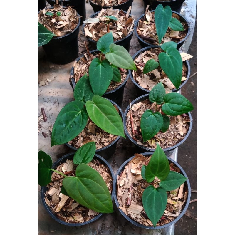 papilaminum x one x dreslerii