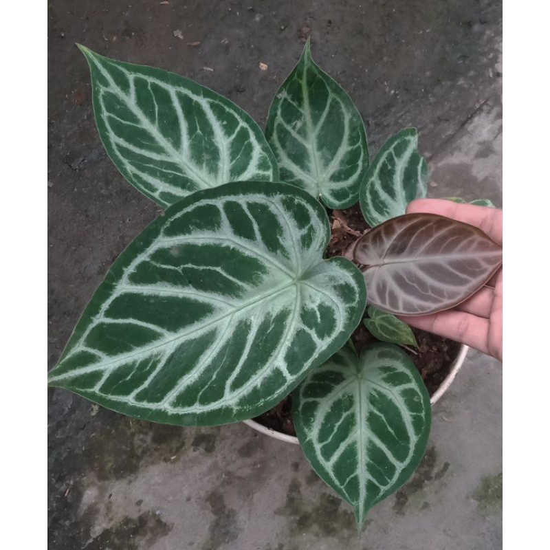 anthurium silver forgetii