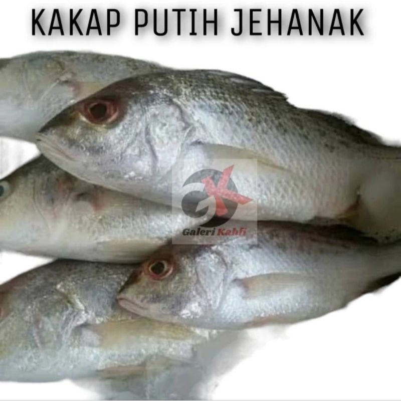 

IKAN KAKAP PUTIH BELANAK FRESH_1Kg / IKAN LAUT SEGAR / ANEKA IKAN LAUT SEGAR / SEAFOOD