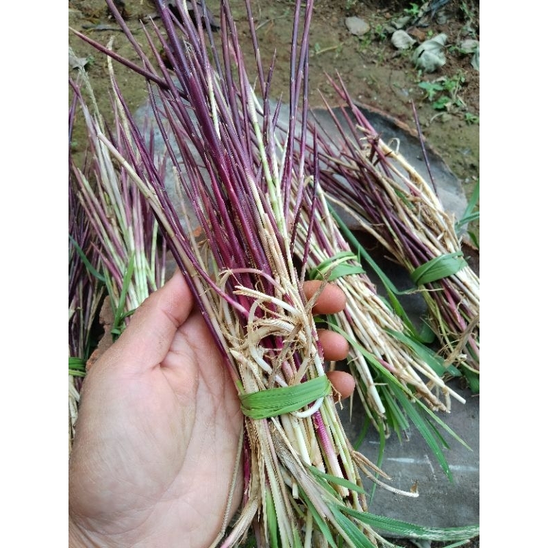 AKAR ALANG ALANG SEGAR / AKAR ALANG