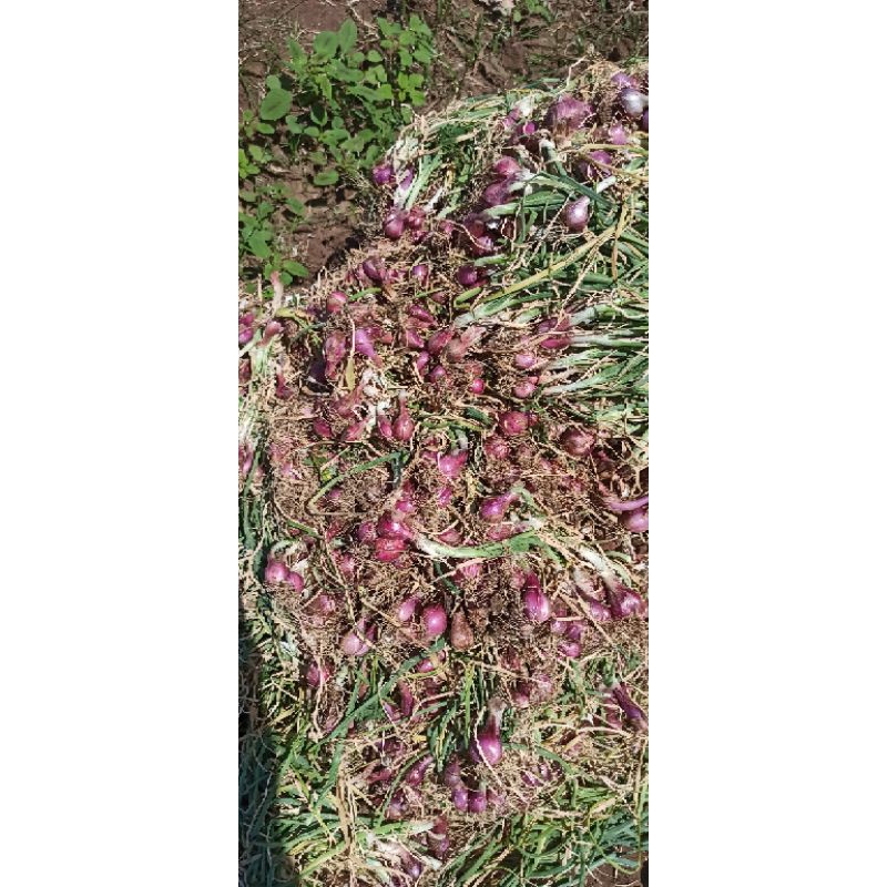 

bawang merah lokal