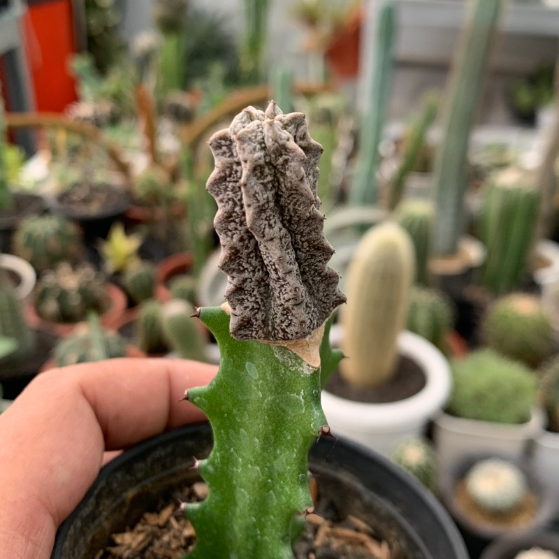 euphorbhia abdelkuri