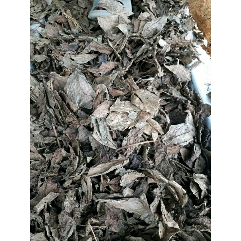 

daun sembung kering 500grm