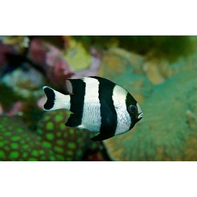 ikan hias laut Betok Zebra (Four Striped Damsel)