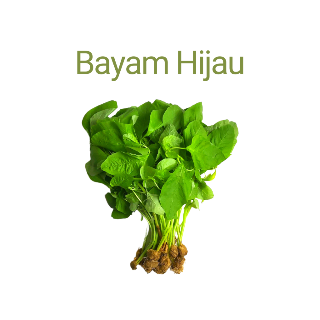 

Bayam Hijau Hydroponic