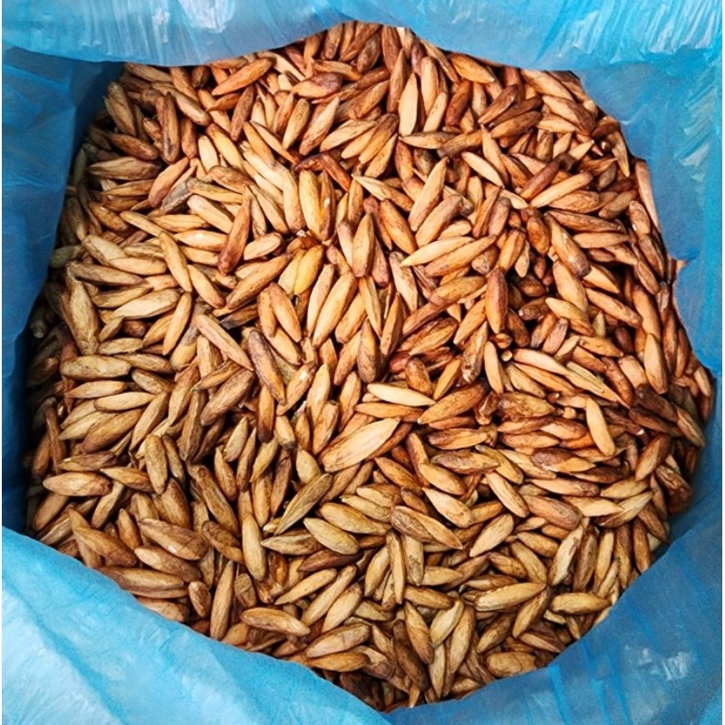 

biji Ketapang kupas 100.gram