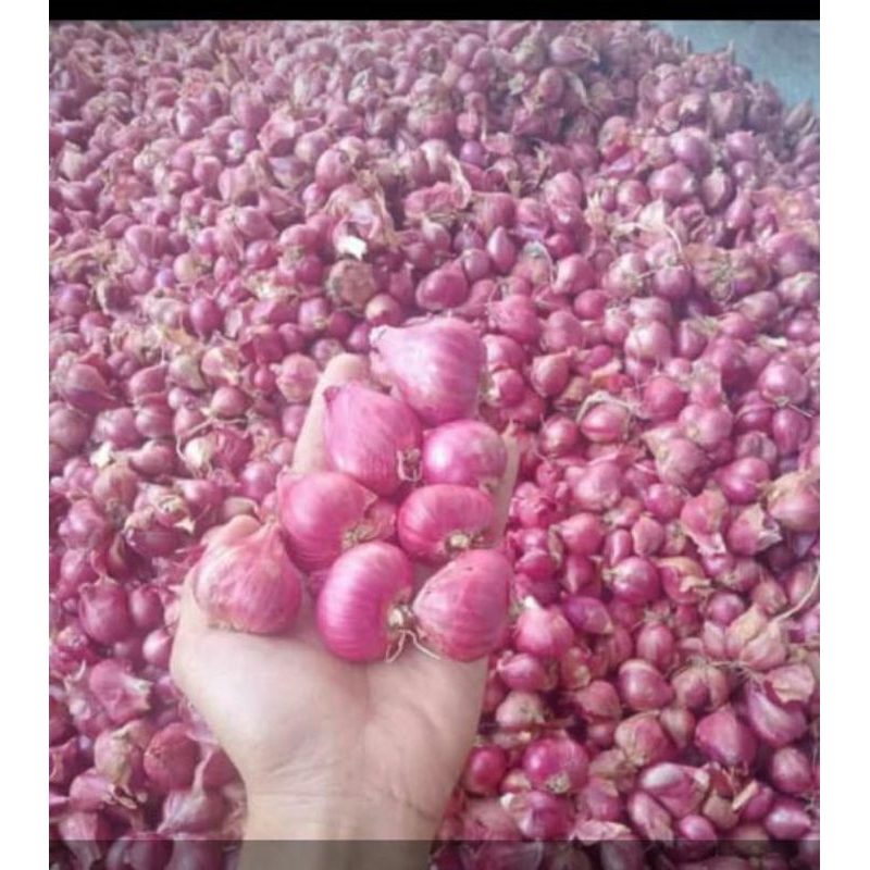 

bawang merah per kilogram