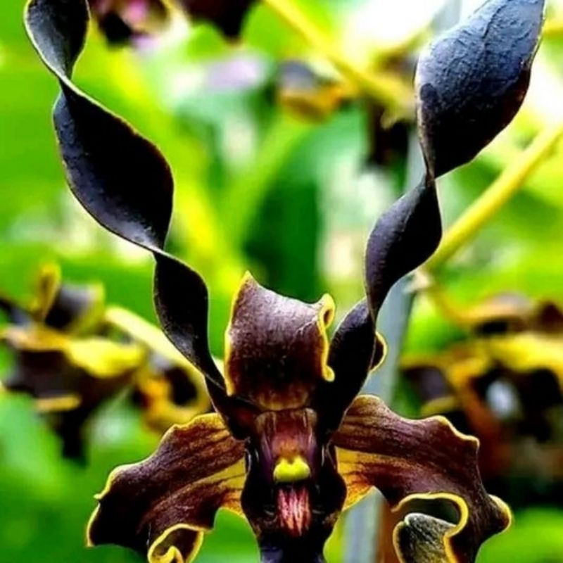 Dendrobium mpu gandring