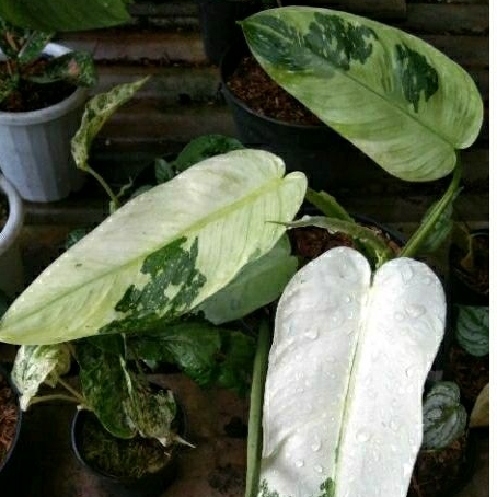 Philodendron Josebuono